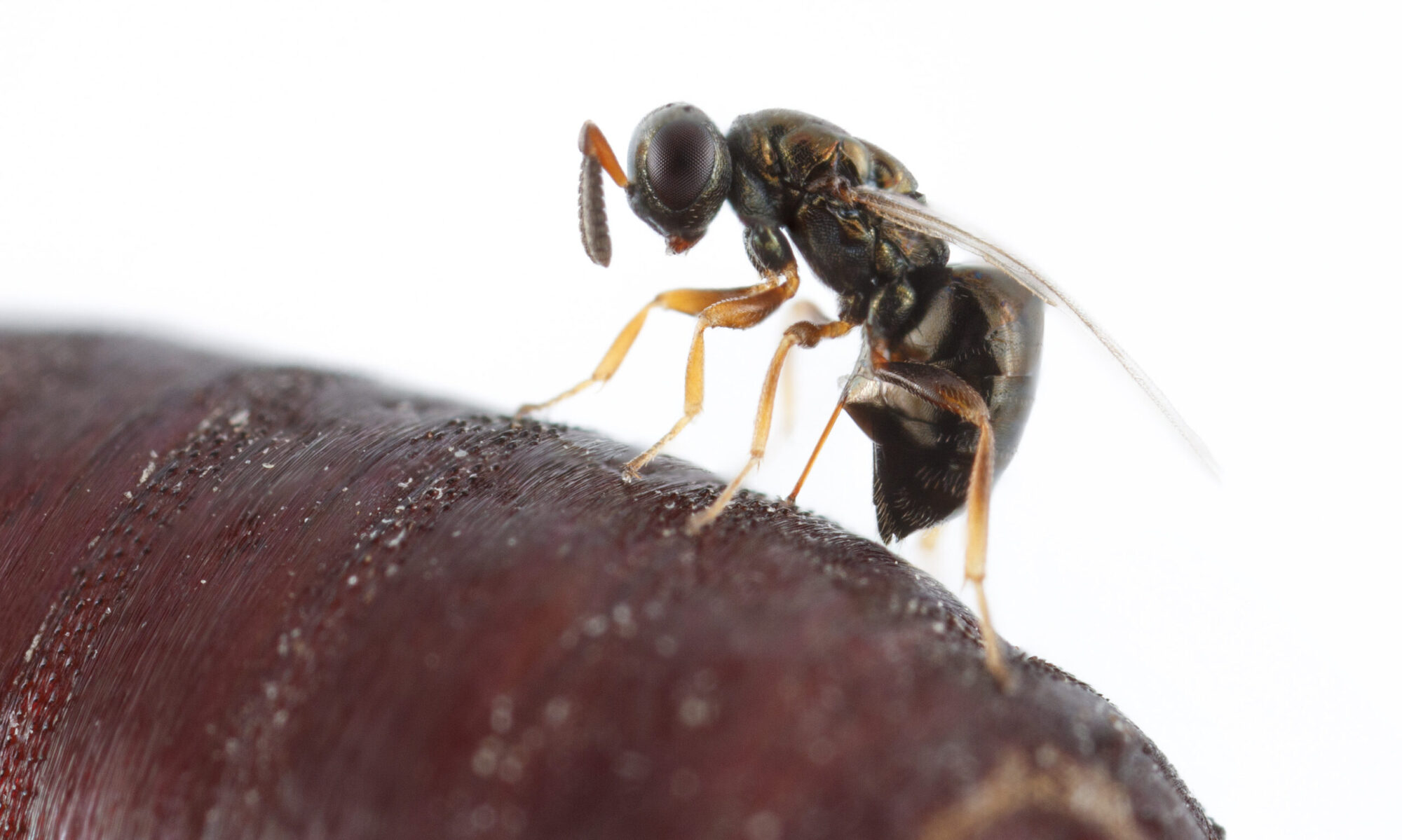 Nasonia vitripennis female laying eggs in fly pupae